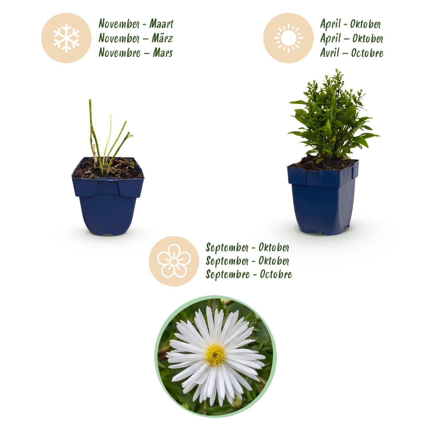 Perennial - Aster (D) Schneekissen - Sea Aster - Bee and Butterfly Attractor - White - 1 Plant - Pot 11cm - Height 15-25cm