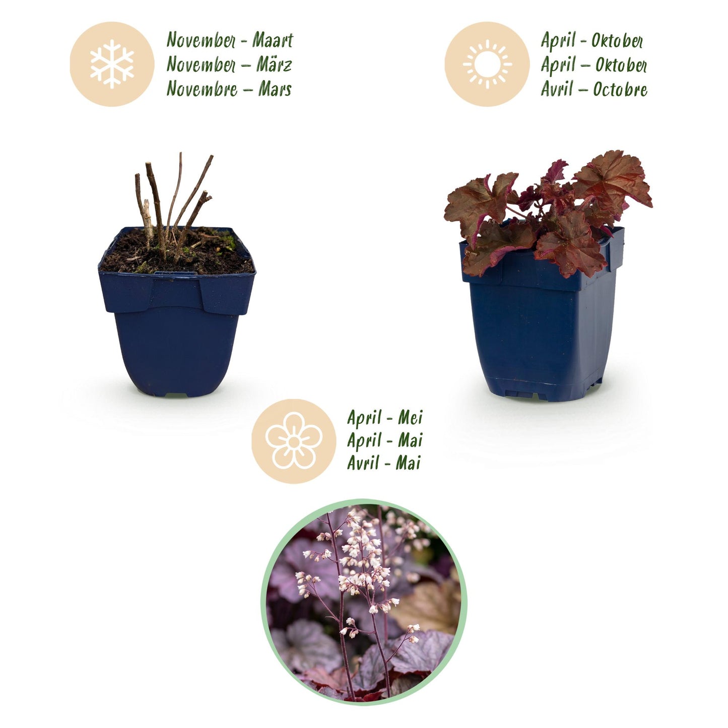 Perennial - Heuchera micr. Palace Purple - Coral Bells - Shade - Purple - 12 Plants - Pot 11cm - Height 15-25cm