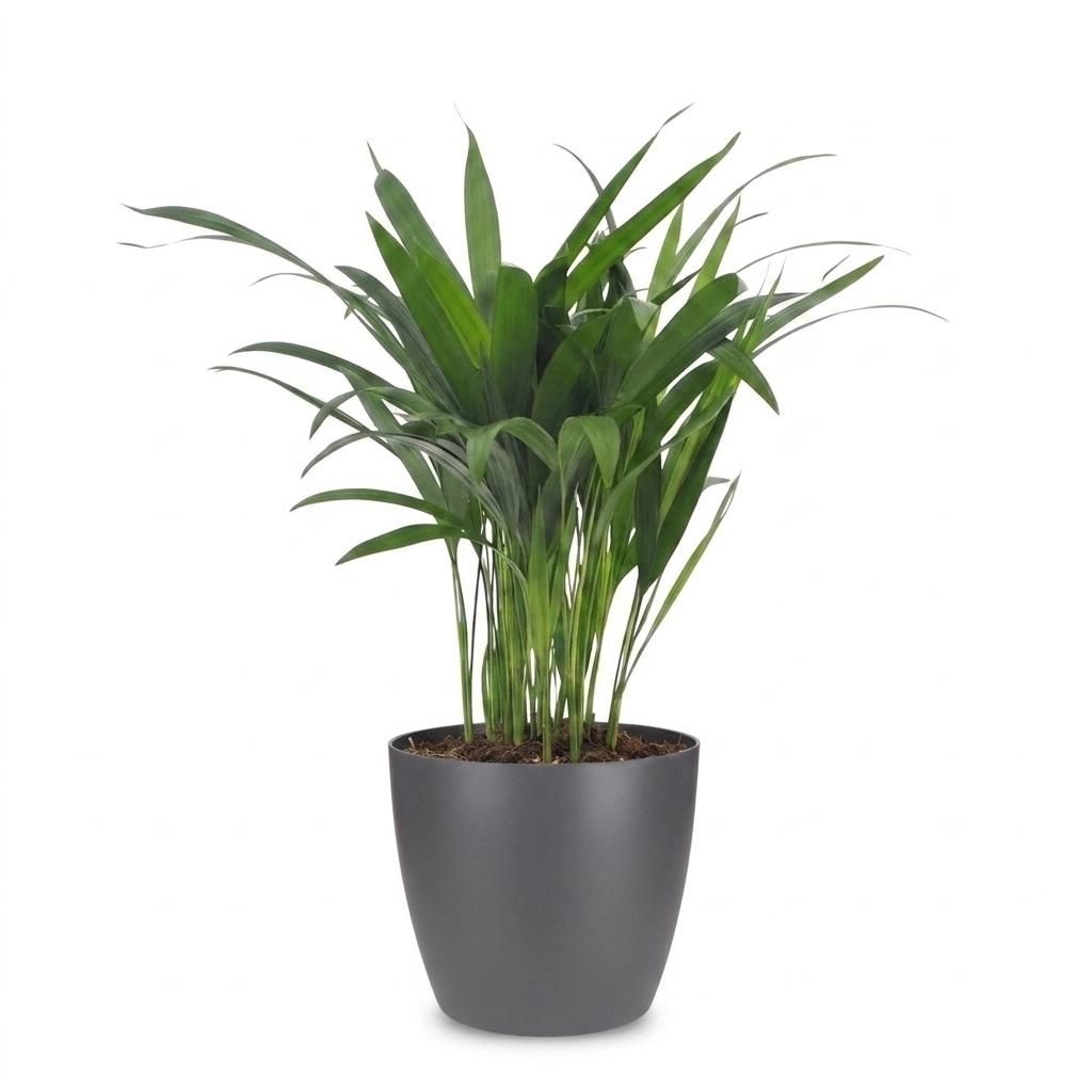 Areca Lutescens - Golden Palm - 1 Plant - with Potter Grey - Pot 12cm - Height - 45cm