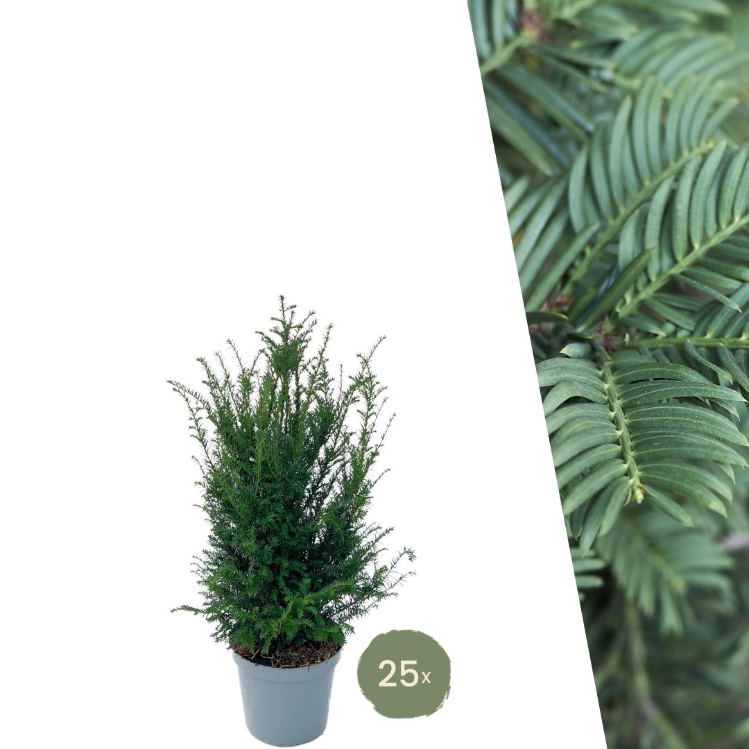 Grandi piante di tasso per 10 metri lineari di siepe | - 12L - 25 x | ↨ 80-100 cm