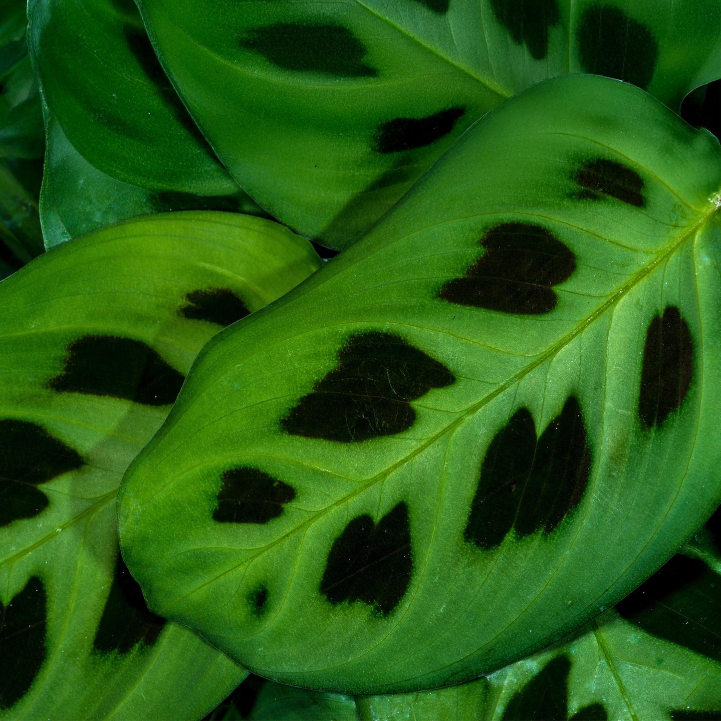 Green boutiQ - Houseplant - Maranta Fascinator Kerchoveana - Prayer Plant - Pet-Friendly - Green - 4 Plants - 12cm Pot - Height 30-35cm