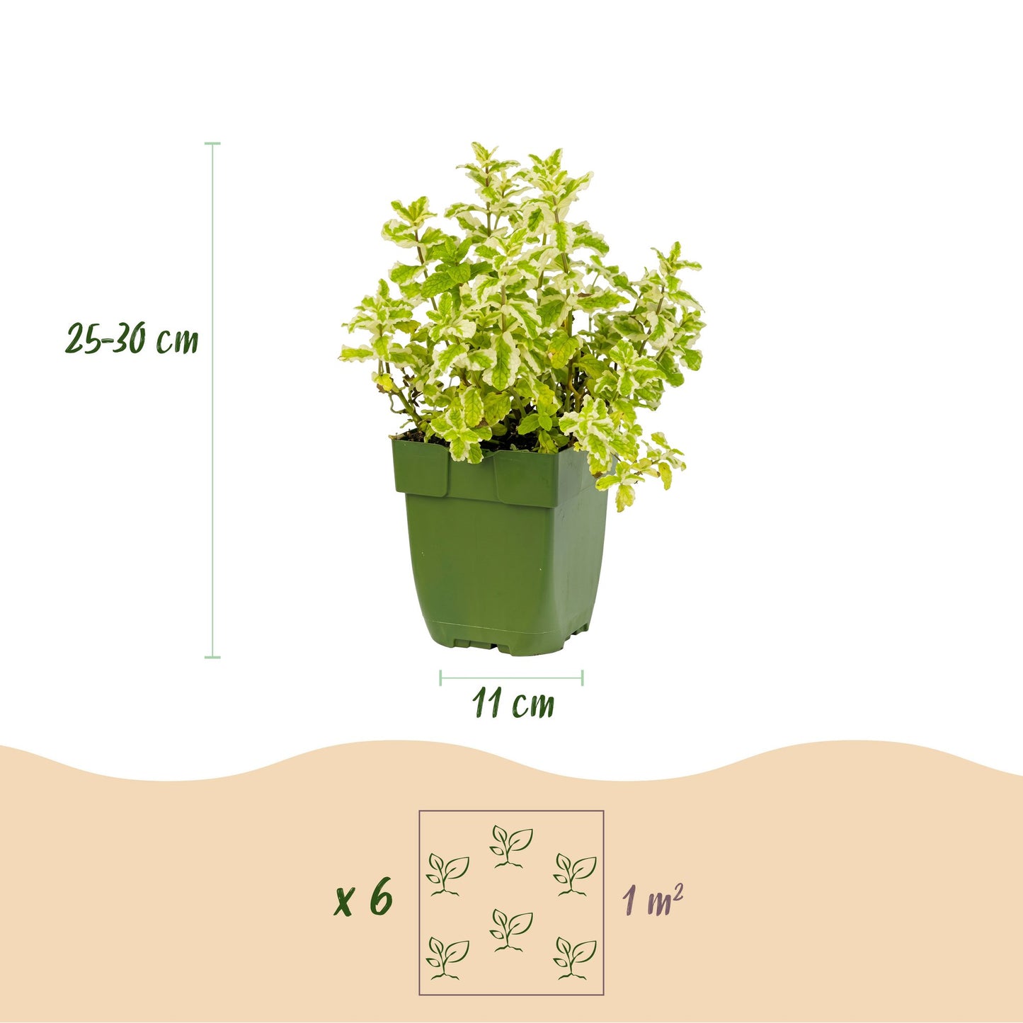 Vasteplant - Borderpakket - Theekruiden - Diversen - Soorten en kleuren - 12 Planten - Pot 11cm - Hoogte 15-25cm