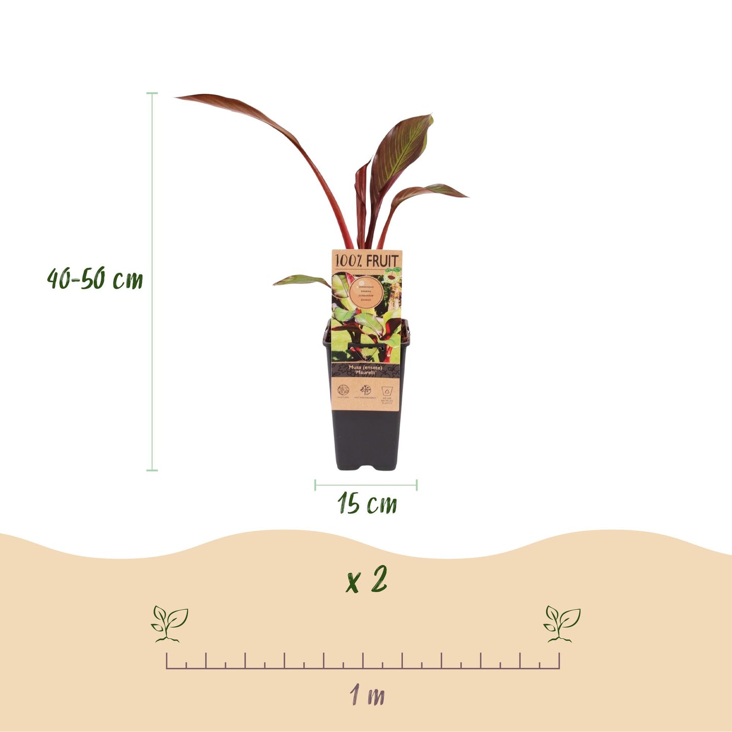 Fruiting Plant - Musa ensete Maurelli - Banana Tree - Winter Hardy - Red-Green - 2 Plants - 15cm Pot - 50cm Height