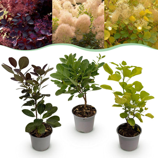 Pianta da giardino - Cotinus coggygria Tricolor - Viola-Verde-Giallo - 3 Piante - Spogliante - Poca Manutenzione - Vaso 12cm Altezza 35cm