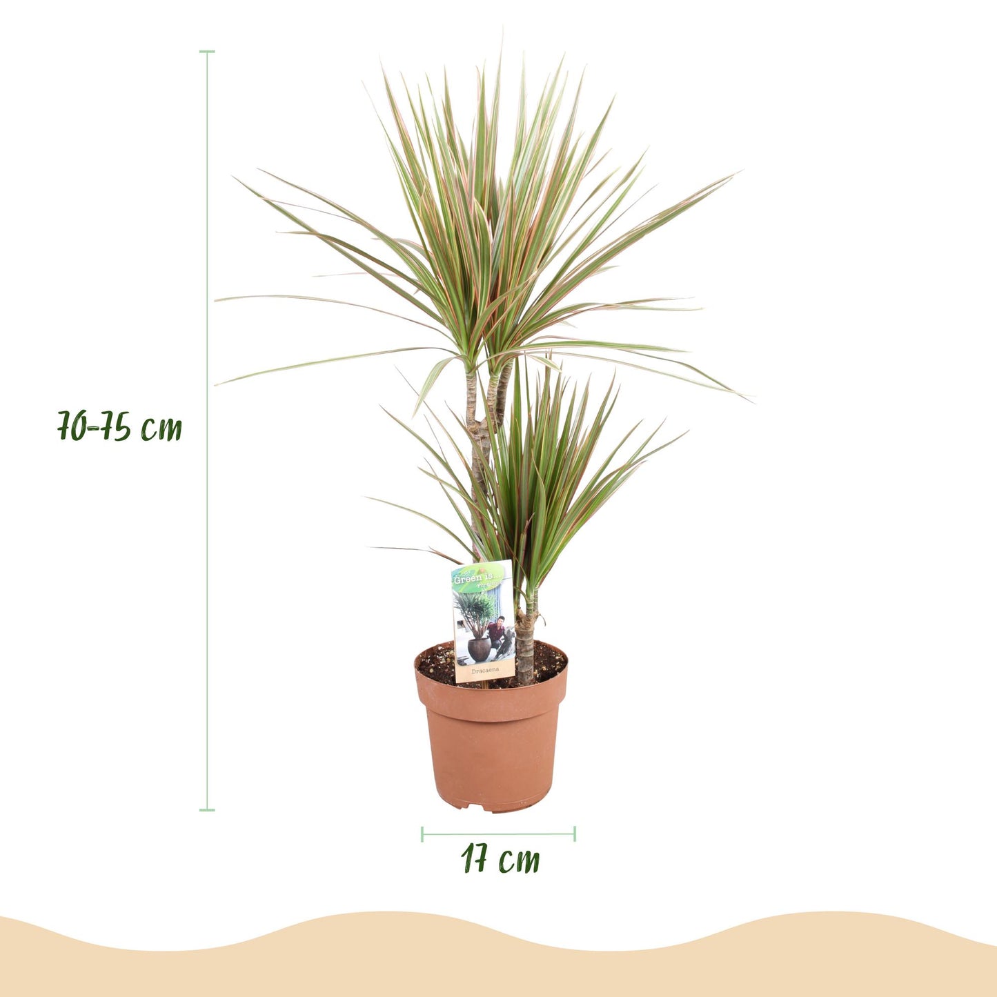 Green is... Houseplants - Dracaena Marginata Bicolor - Dragon Tree - Low maintenance - Green - 1 Plant - Pot 17cm - Height 70-75cm