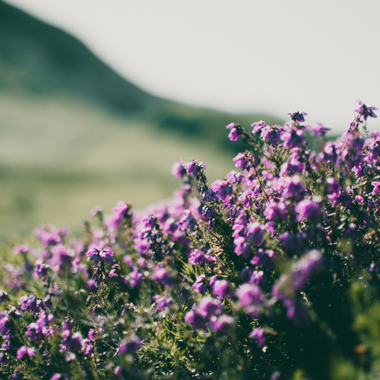 24x Thymus praecox 'Purple Beauty' - ↕10-25cm - Ø9cm