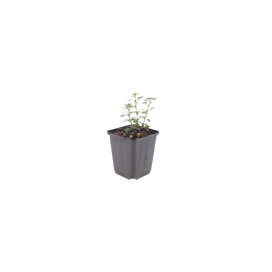 48x Teucrium lucidrys - ↕10-25cm - Ø9cm