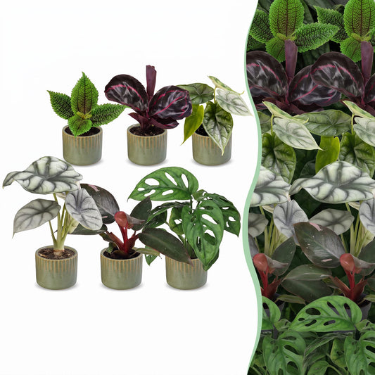 6x Baby Jungle Mix - Vari - Tropicale - incl. Linnea Olive - Ø6cm - ↕10-15cm
