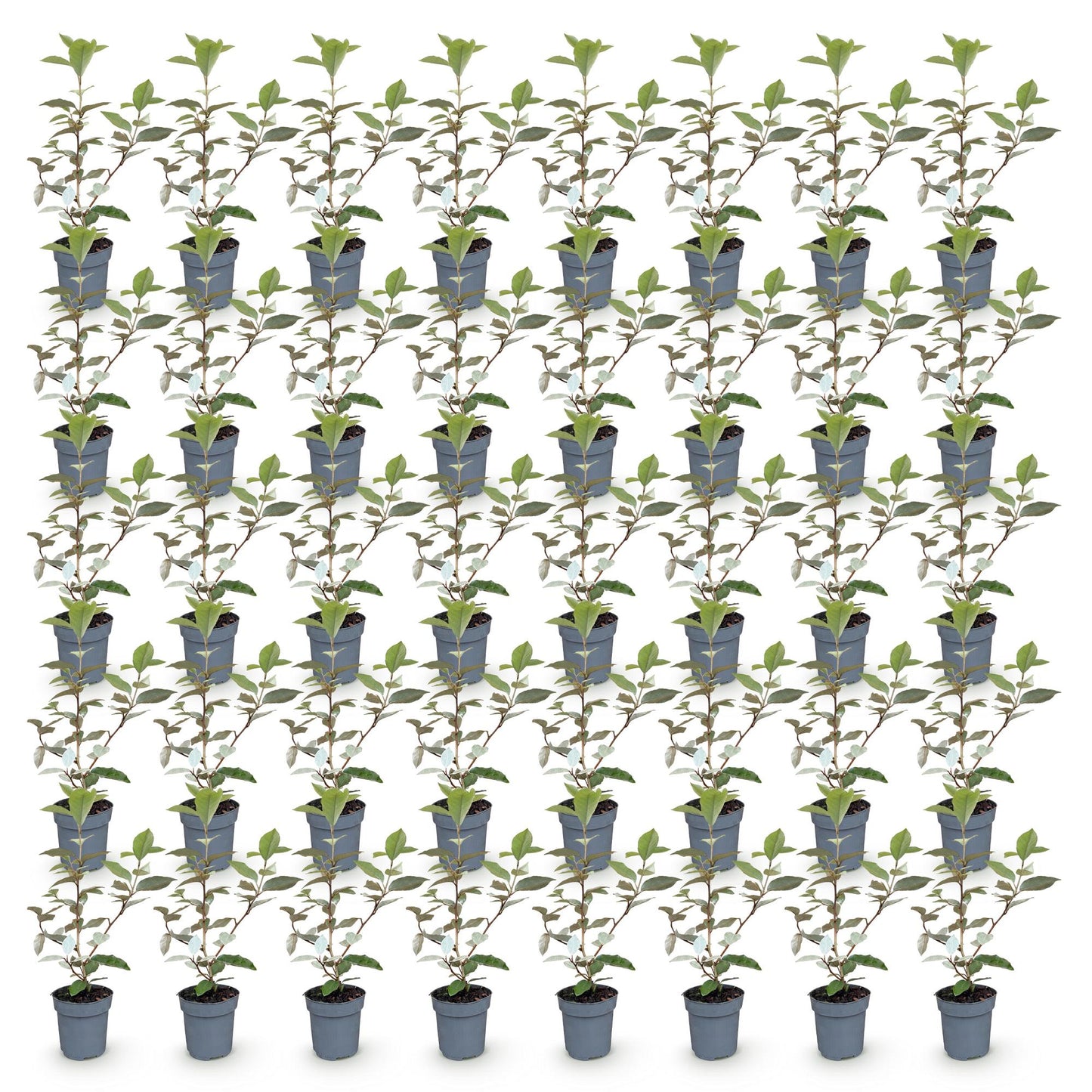 Green boutiQ - 40x Eleagnus ebbingei Compacta - Olive Willow - Hedge Plants - Evergreen - Grey - Pot 9cm - Height 25-35cm
