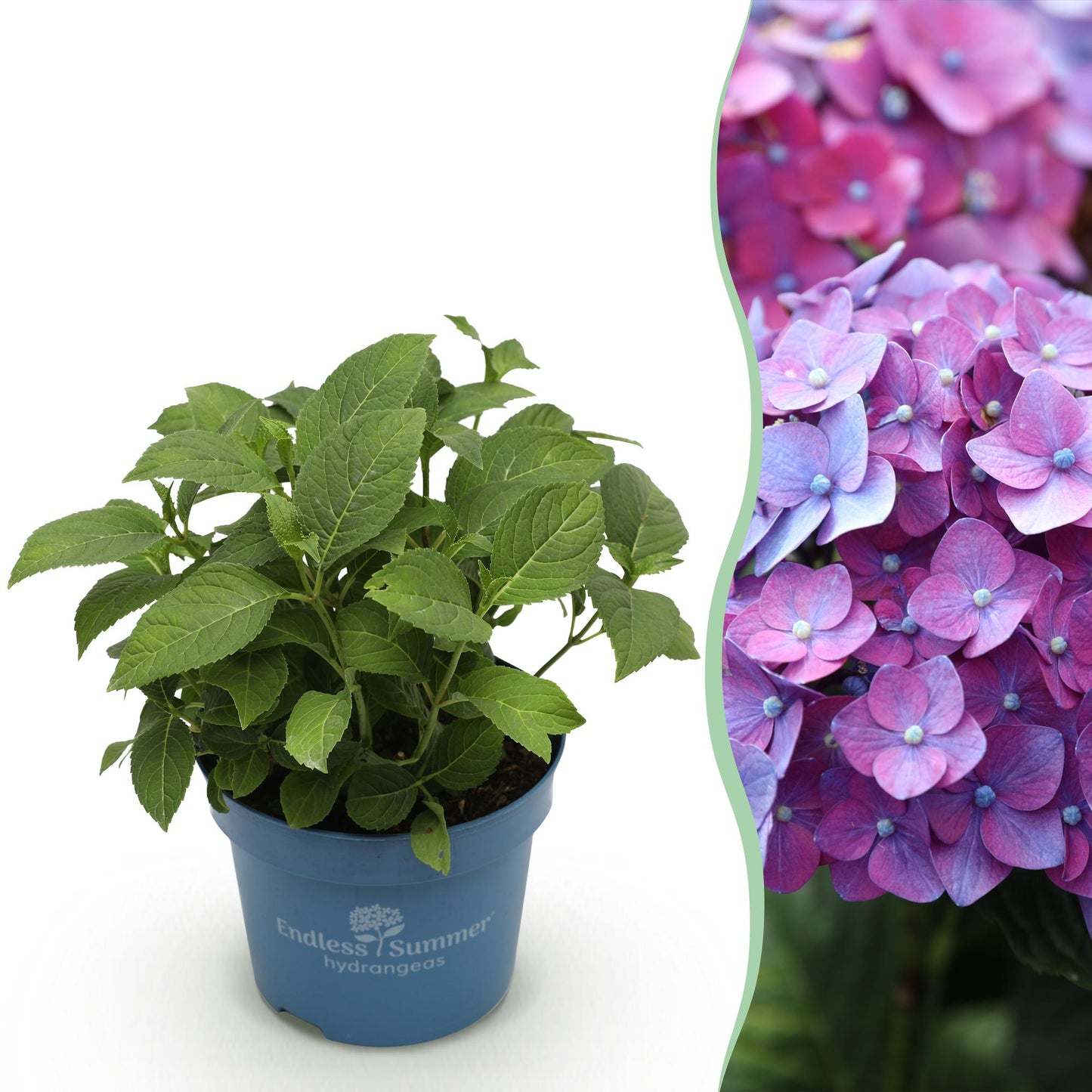 Pianta da Giardino - Ortensia Endless Summer Summer Love Purple - Resistente al Freddo - Viola - 1 Pianta - Vaso 14cm - Altezza 20-25cm