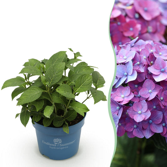 Pianta da Giardino - Ortensia Endless Summer Summer Love Purple - Resistente al Freddo - Viola - 1 Pianta - Vaso 14cm - Altezza 20-25cm