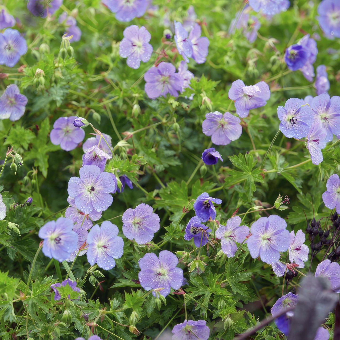48x Geranium Rozanne - ↕10-25cm - Ø9cm