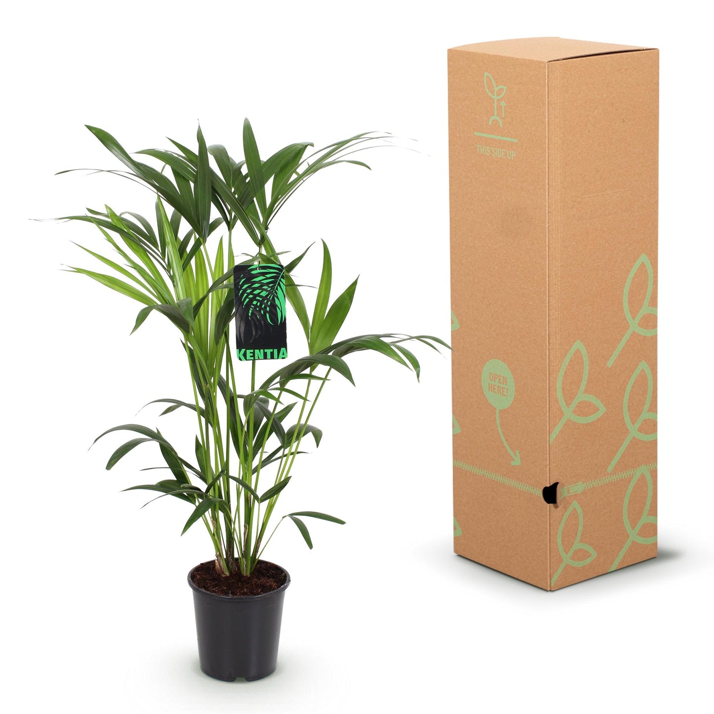 Green boutiQ - Houseplant - Howea Forsteriana - Kentia Palm - Low Maintenance - Green - 1 plant - Pot 19cm - Height 80-85cm