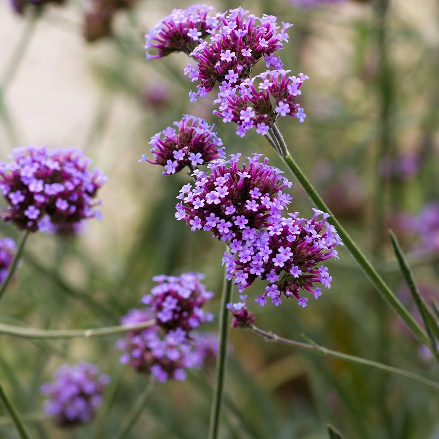 Perennial - Verbena bonariensis - Ironweed - Bee and butterfly attractant - Purple - 1 Plant - Pot 11cm - Height 15-25cm