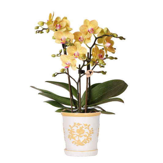 Orchidee colibrì | Orchidea gialla Lima + Malaga vaso decorativo arancione chiaro - dimensioni vaso Ø9cm | pianta da appartamento fiorita - fresca dal coltivatore