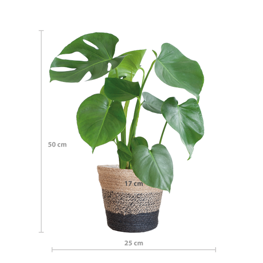 Monstera Deliciosa met Lissabon mand zwart  - 50cm - Ø17