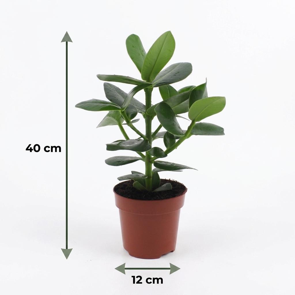 Clusia Princess - Clusia - 2 Plants - with Basket - Pot 12cm - Height - 40cm