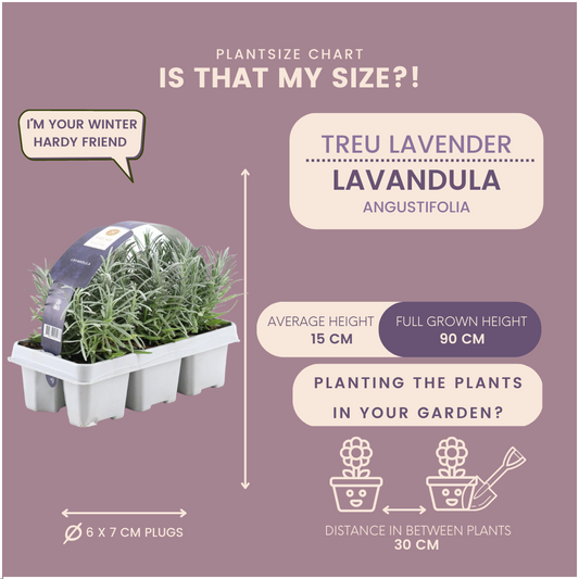 12 x 6er set Lavanda angustifolia - 72 x Ø7 cm - ↕15 cm 