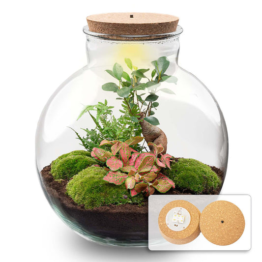Paletto per terrario Bob Bonsai + illuminazione LED in sughero