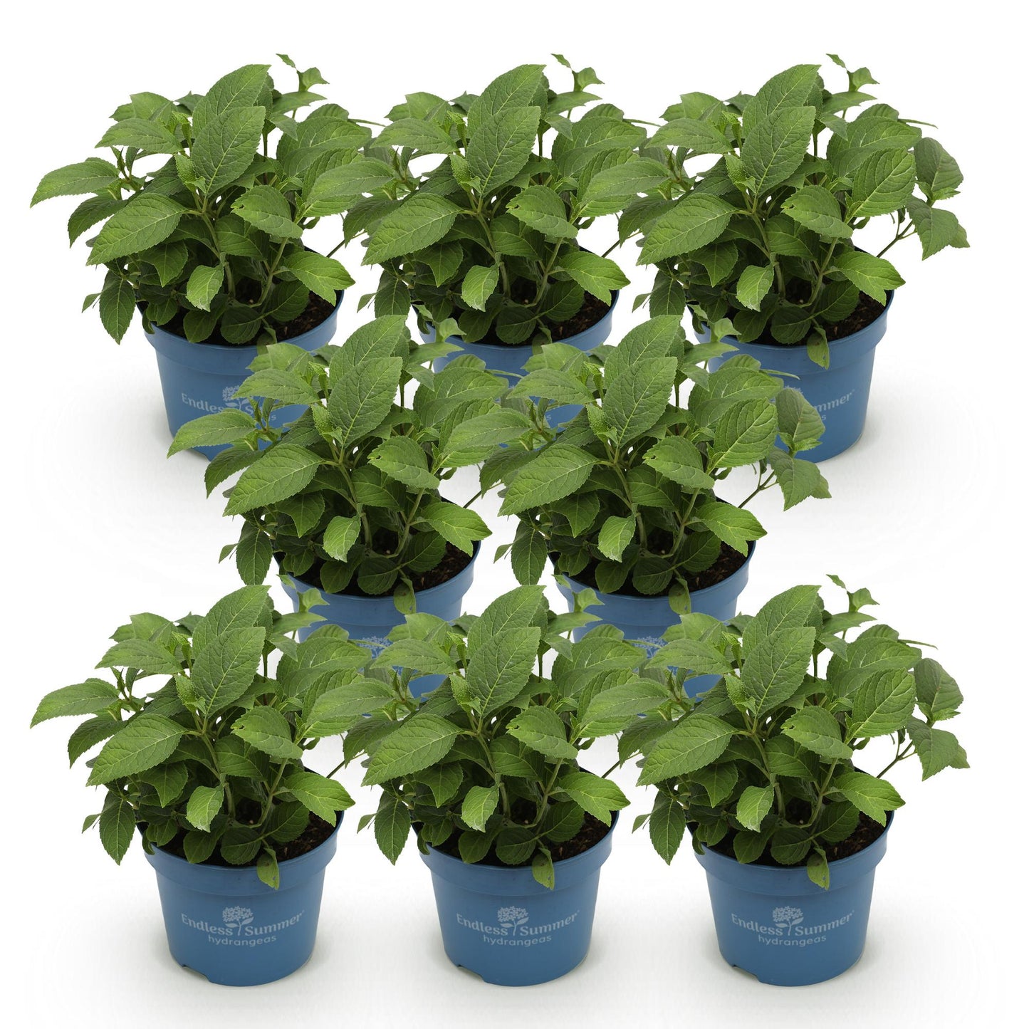 Green boutiQ - Garden Plant - Hydrangea Endless Summer Summer Love Purple - Hydrangea - Hardy - Purple - 8 Plants - Pot 14cm - Height 20-25cm