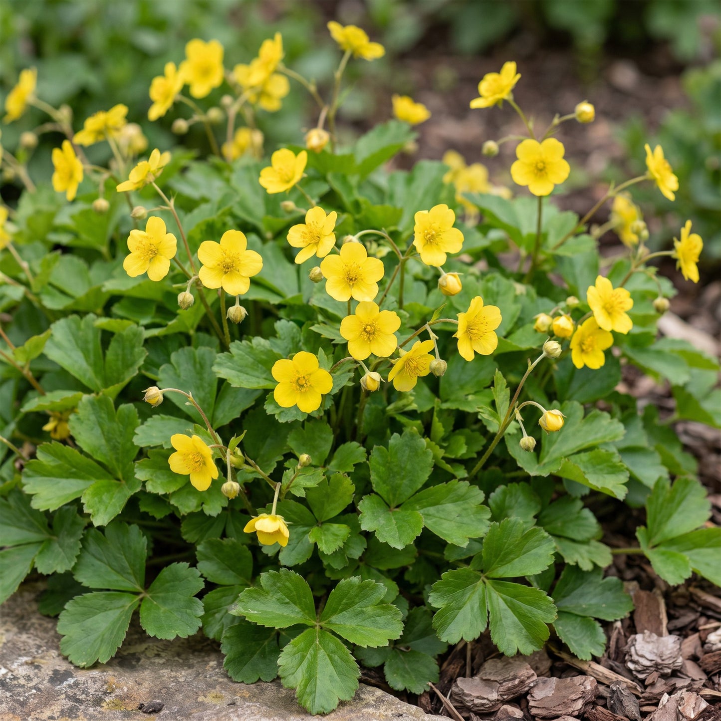 Vasteplant - Waldsteinia ternata - Goudaardbei - Bodembedekkend - Geel - 1 Plant - Pot 11cm - Hoogte 15-25cm