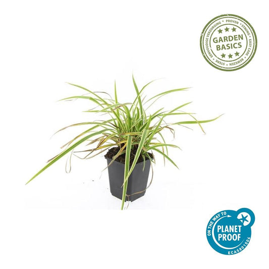 40x Carex morrowii 'Aureovariegata' - ↕10-25cm - Ø9cm