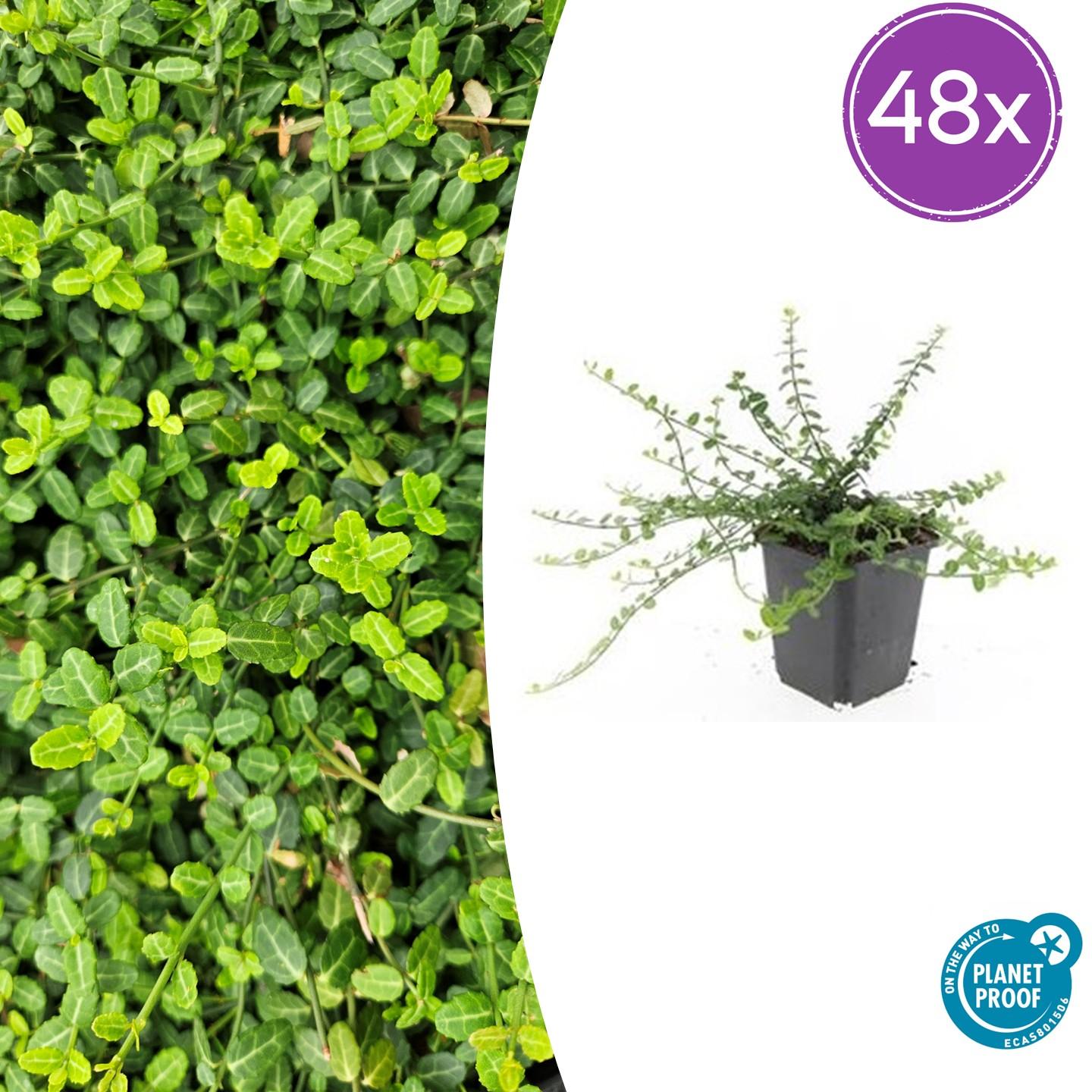 48x Forte Euonymus. 'Minimus' - ↕10-25cm - Ø9cm