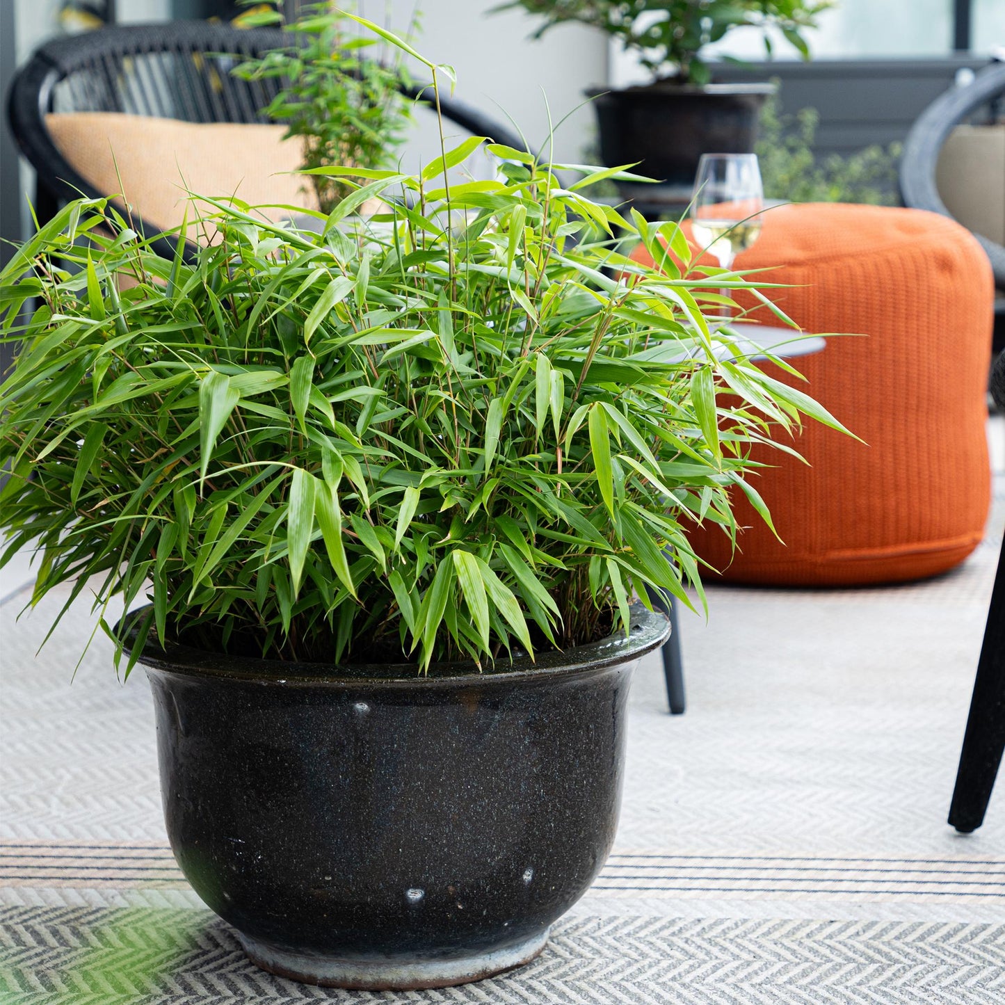 Green boutiQ - Bamboe - Fargesia Rufa - Bladhoudend - Niet Woekerend - Groen - 18 Planten - Pot 14cm - Hoogte 35cm