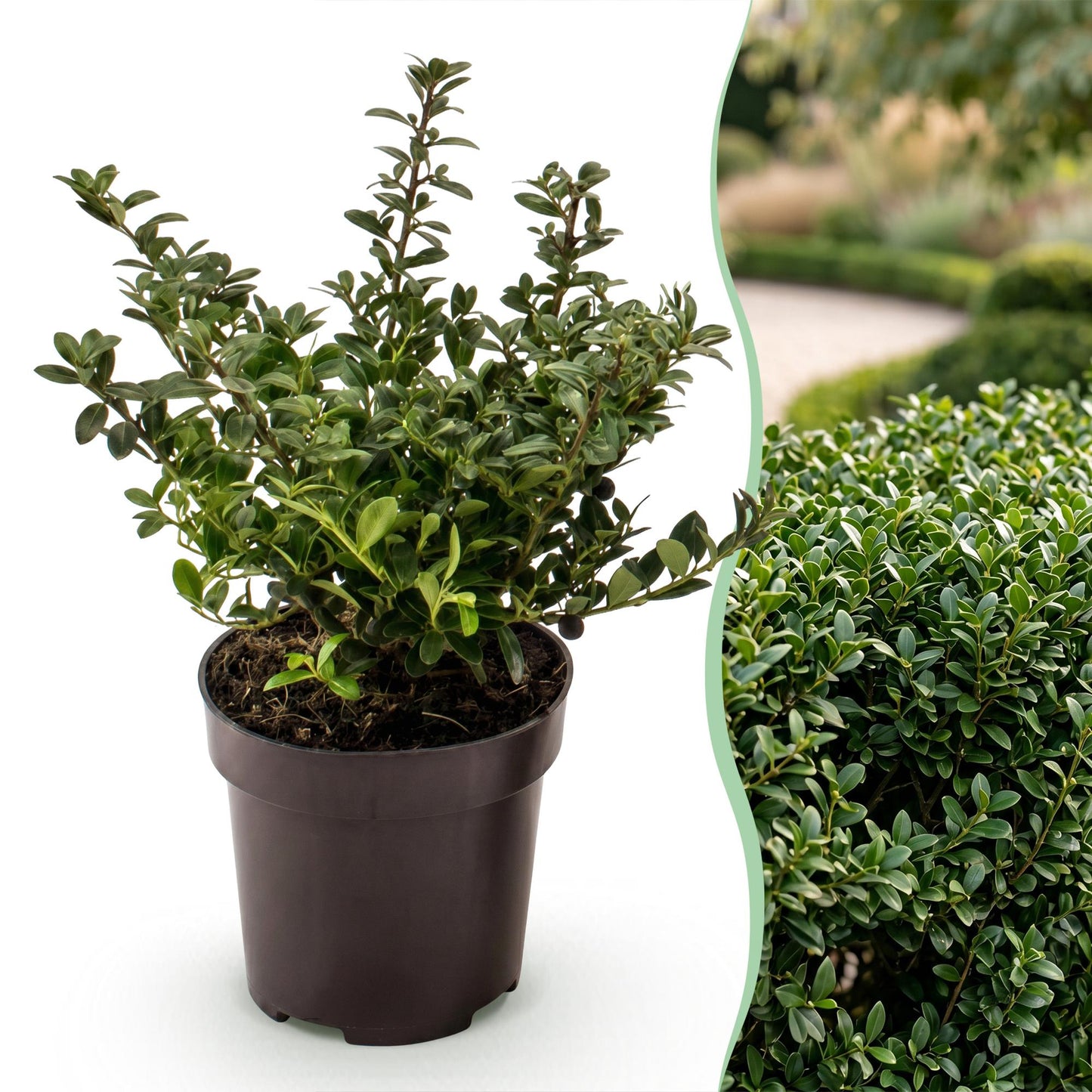 Green boutiQ - 16x Ilex crenata Stokes - Agrifoglio Giapponese - Piante da siepe - Sempreverdi - Verdi - Vaso 9cm - Altezza 20-30cm