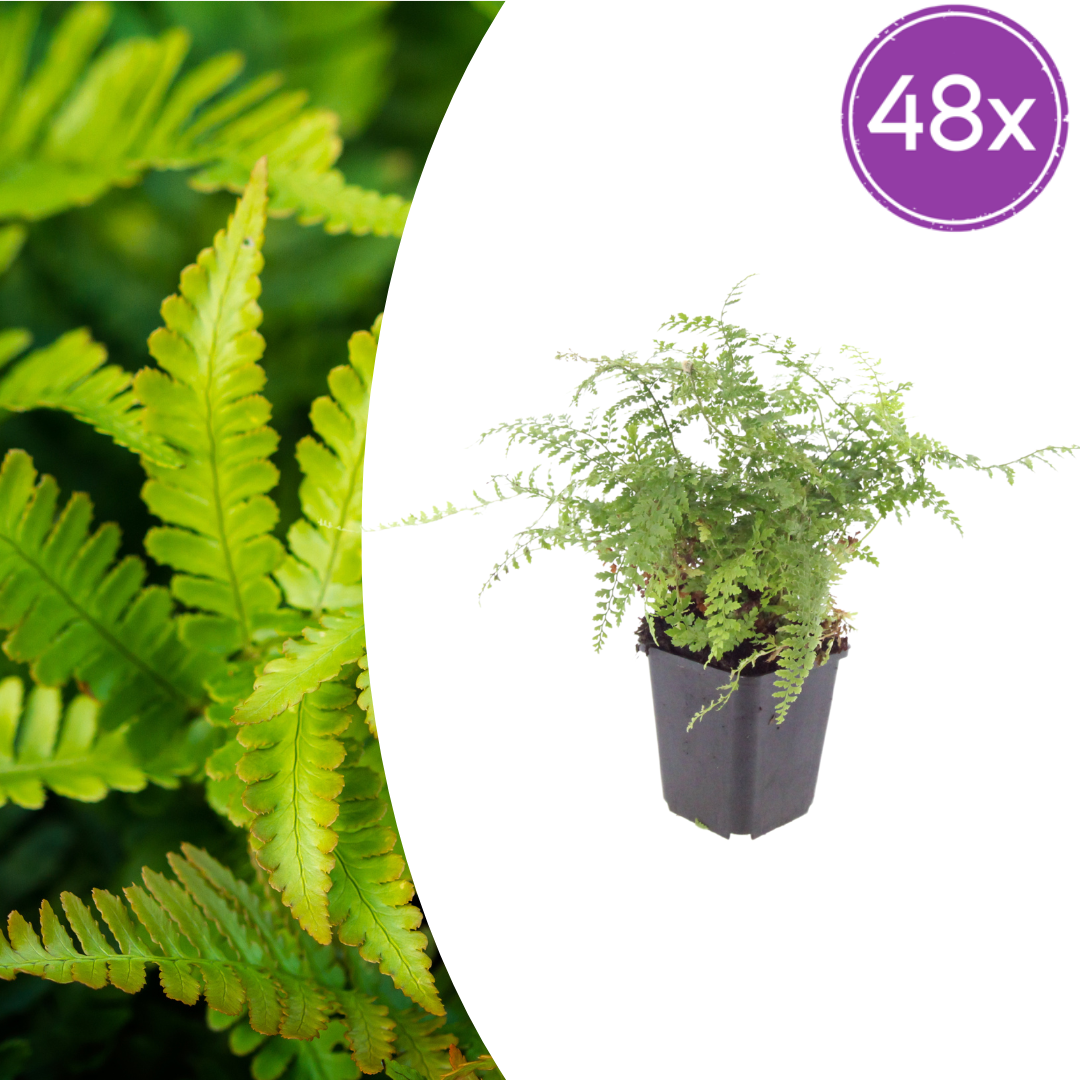 48x Polystichum set. 'Herrenhausen' - ↕10-25cm - Ø9cm