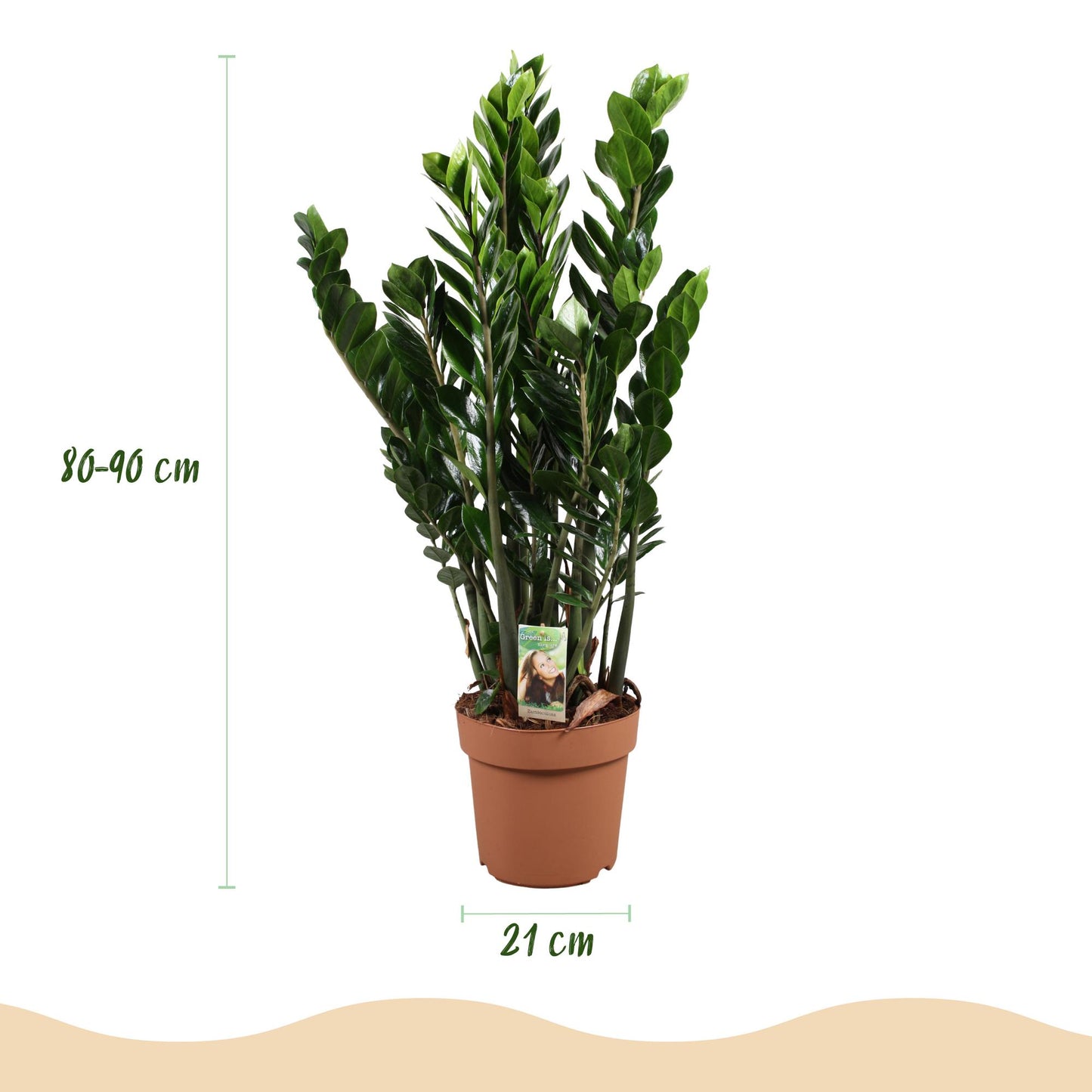 Green boutiQ - Houseplants - Zamioculcas - ZZ plant - Low maintenance - Green - 1 Plant - Pot 21cm - Height 80-90cm