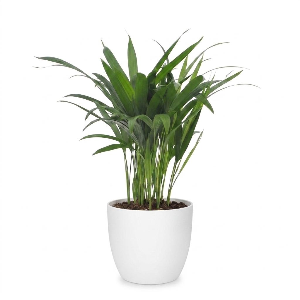 Areca Lutescens - Goudpalm - 1 Plant - met Potter Wit - Pot 12cm - Hoogte - 45cm