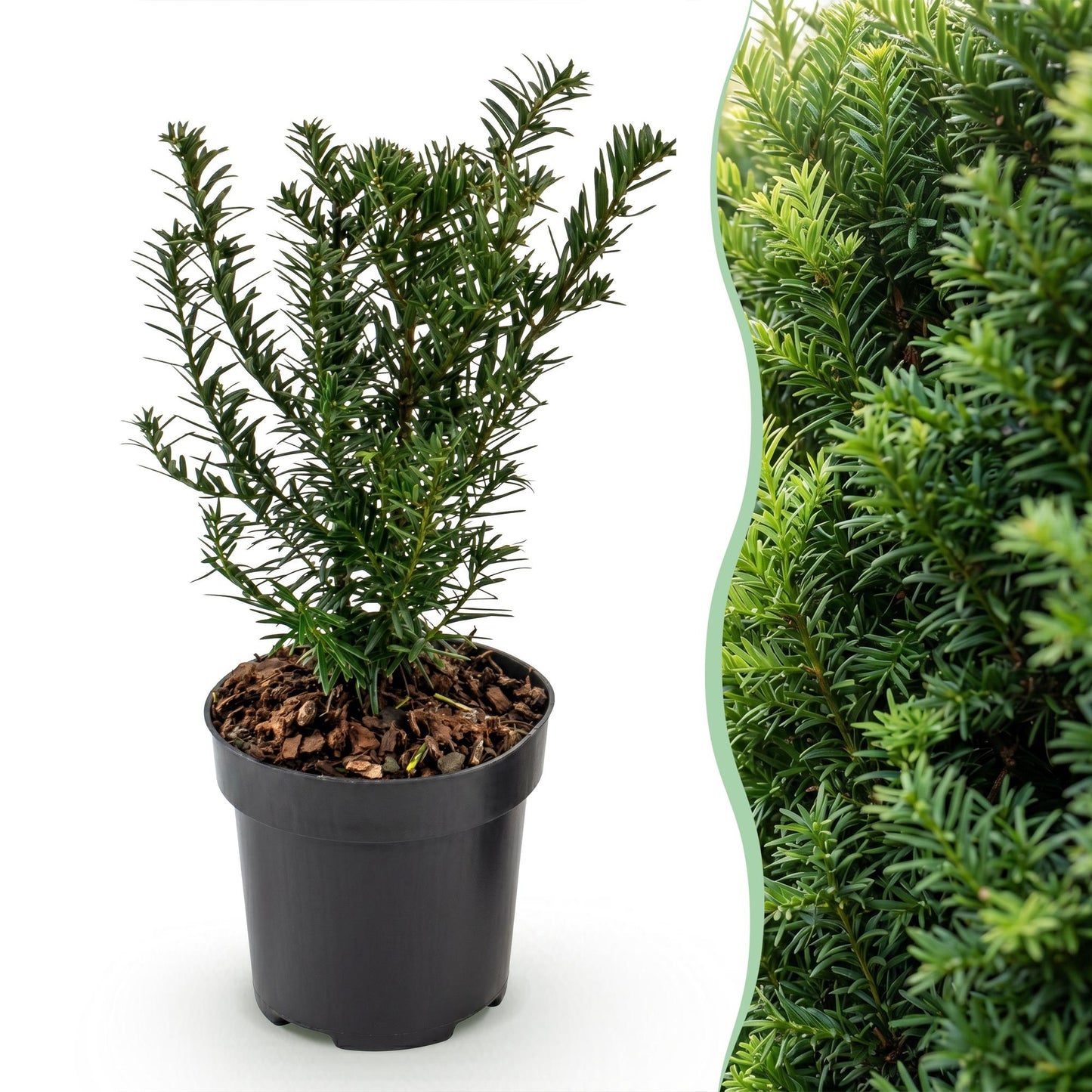 Green boutiQ - 8x Taxus baccata - Yew - Hedge Plants - Evergreen - Green - Pot 9cm - Height 20-30cm