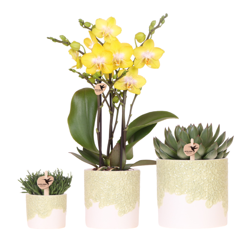 Kolibri Company | Set di piante Bloom Green | Orchidea gialla Albenga 9cm + piante verdi incl. vasi decorativi