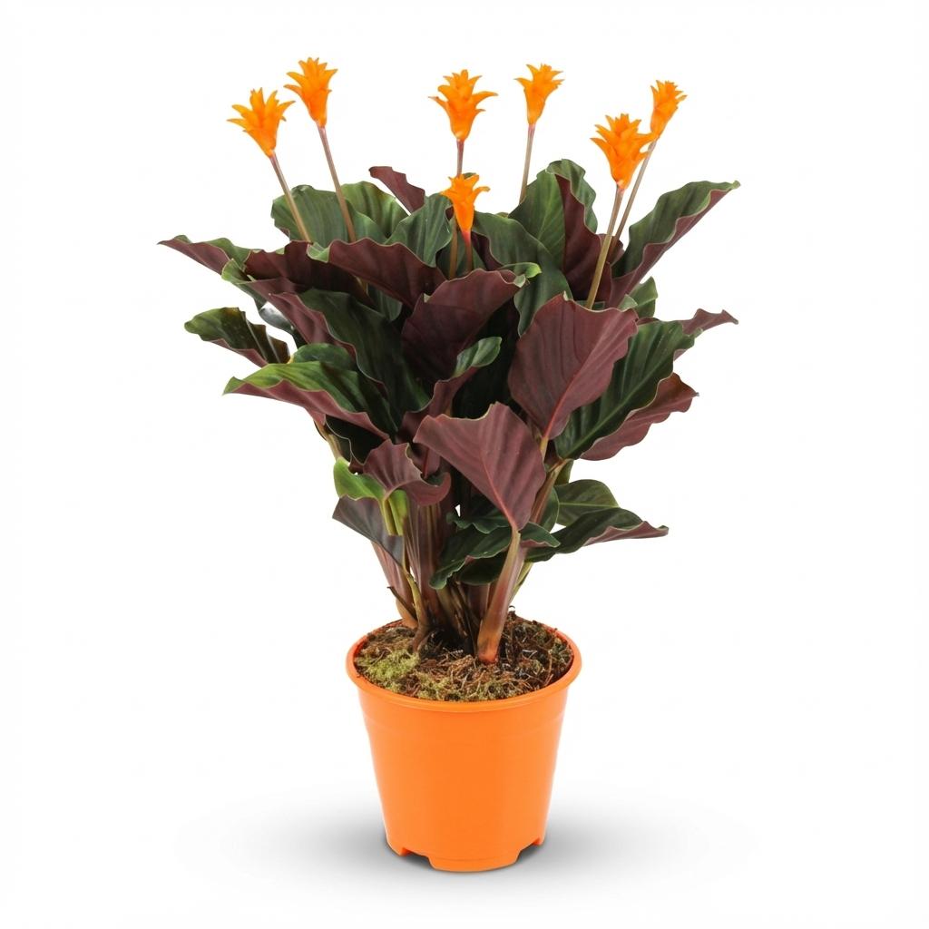 Calathea Crocata - Ø 14 cm - Altezza: 40 - 45 cm