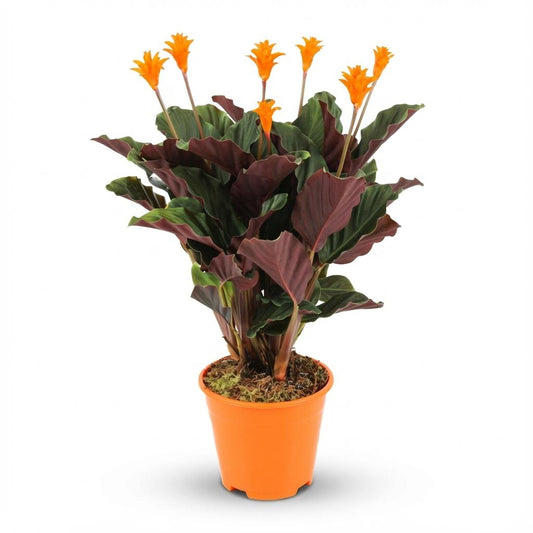 Calathea Crocata - Ø 14 cm - Height: 40 - 45cm