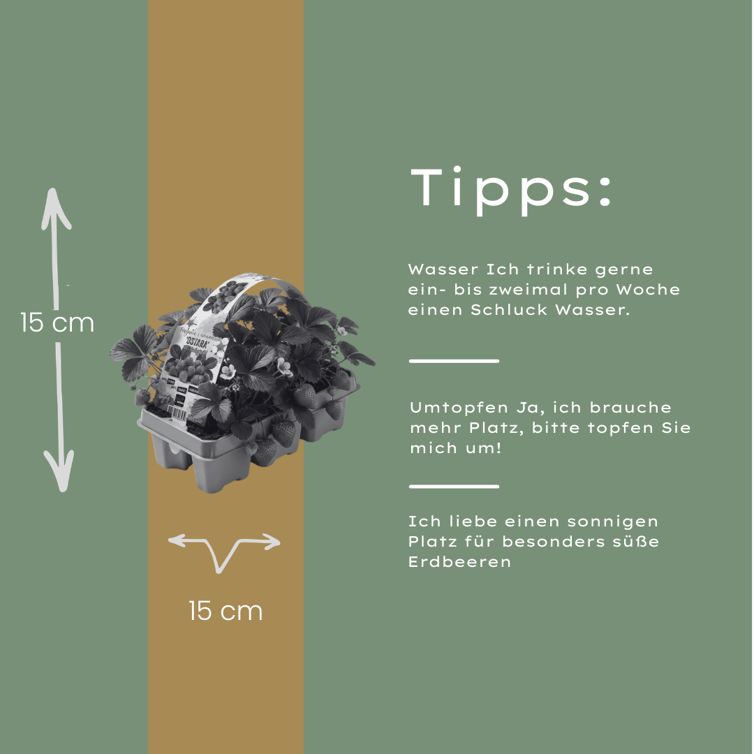 Aardbeien 6 pack (Fragaria) 100% biologisch