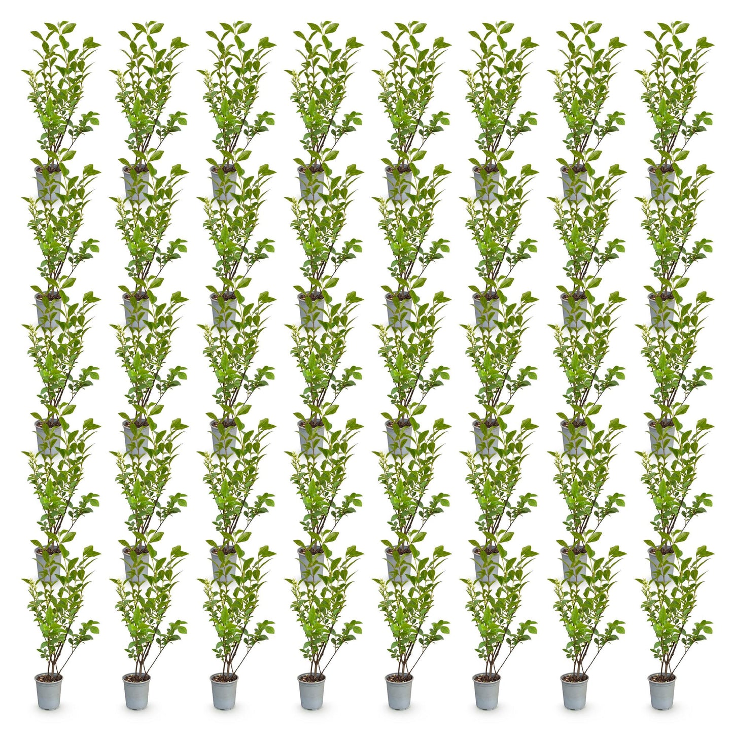 Green boutiQ - 40x Ligustrum ovalifolium - Common Privet - Hedge Plants - Evergreen - Green - Pot 9cm - Height 35-45cm