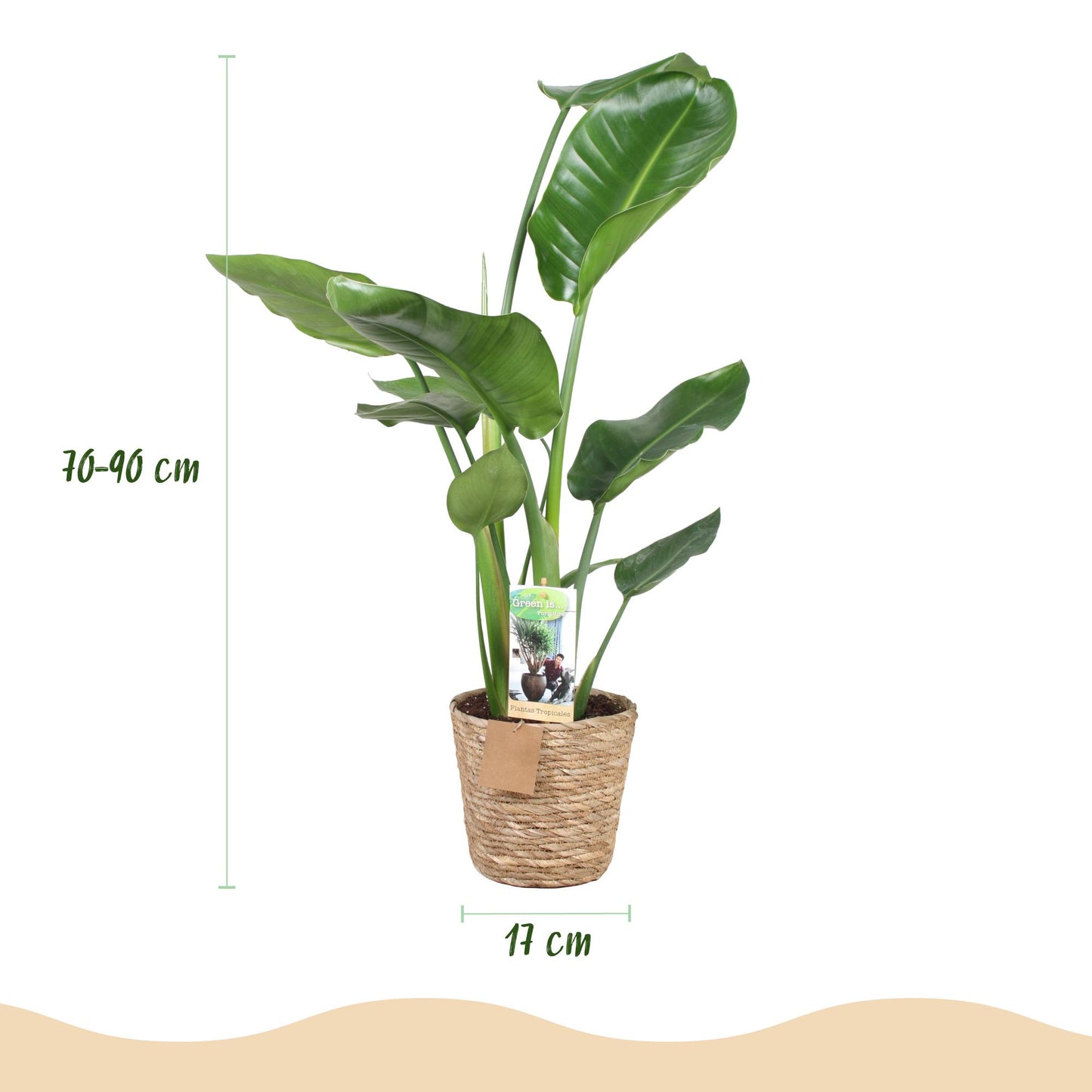 Green boutiQ - Houseplants - Strelitzia Nicolai - Bird of Paradise - Low maintenance - with basket - Green - 2 Plants - Pot 17cm - Height 70-90cm