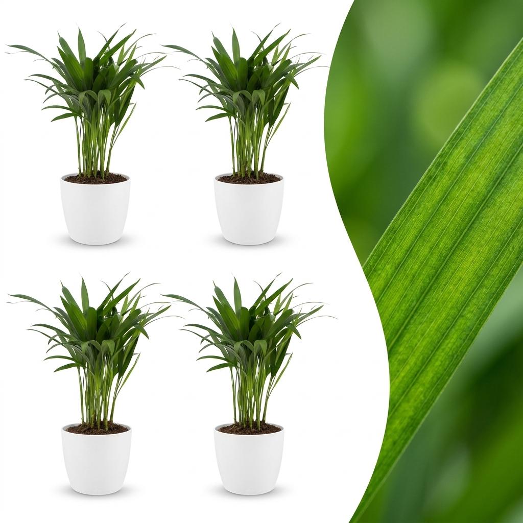Green boutiQ - Areca Lutescens - Areca Palm - 4 Plants - with Potter Wit - Pot 12cm - Height - 45cm