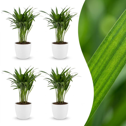 Green boutiQ - Areca Lutescens - Areca Palm - 4 Plants - with Potter Wit - Pot 12cm - Height - 45cm