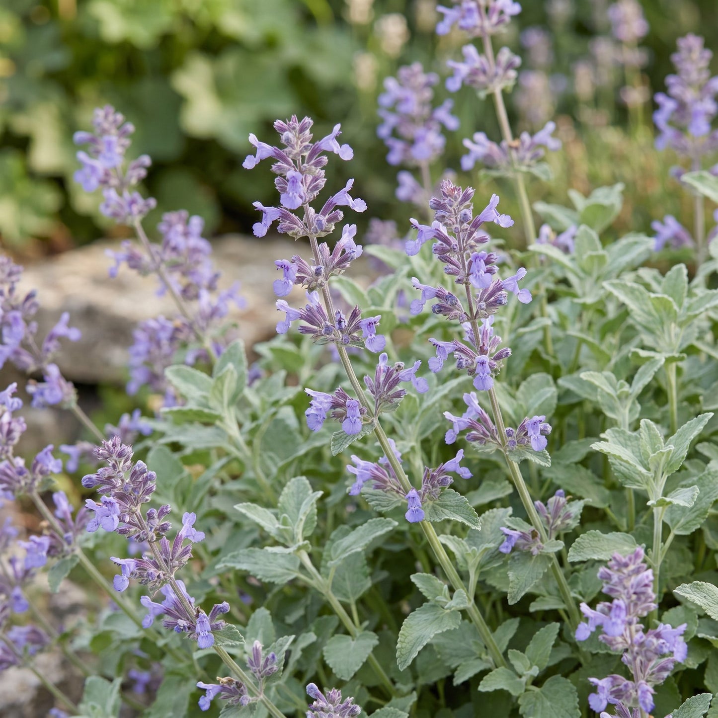 Perennial - Nepeta faassenii - Catmint - Bee and Butterfly Attractor - Purple - 24 Plants - Pot 11cm - Height 15-25cm