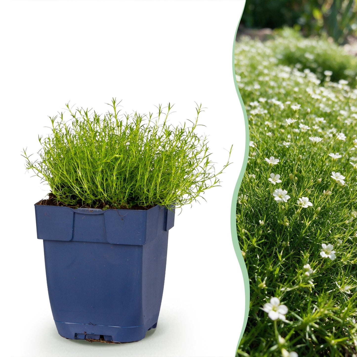 Vasteplant - Sagina subulata - Vetmuur - Rotsplanten - Wit - 24 Planten - Pot 11cm - Hoogte 15-25cm