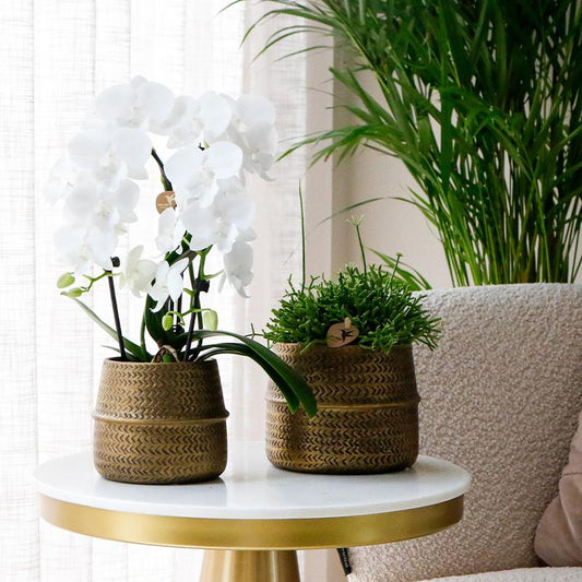 Hummingbird Greens | Set di piante - con mix di 3 piante grasse - inclusi vasi decorativi in ​​ceramica | dimensioni del vaso Ø9cm