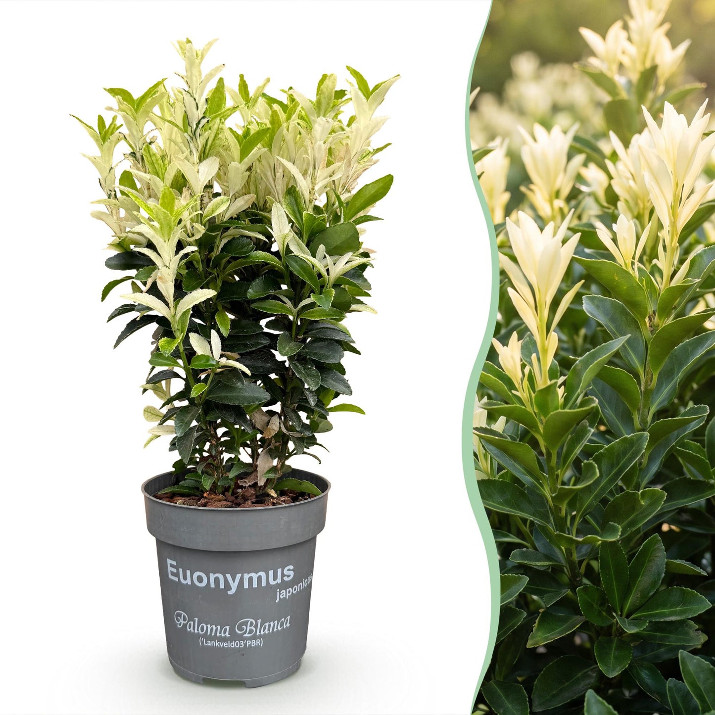 Green boutiQ - 24x Euonymus japonica Paloma Blanca - Fusaggine - Piante da siepe - Sempreverdi - Verde - Bianco - Vaso 9cm - Altezza 20-30cm
