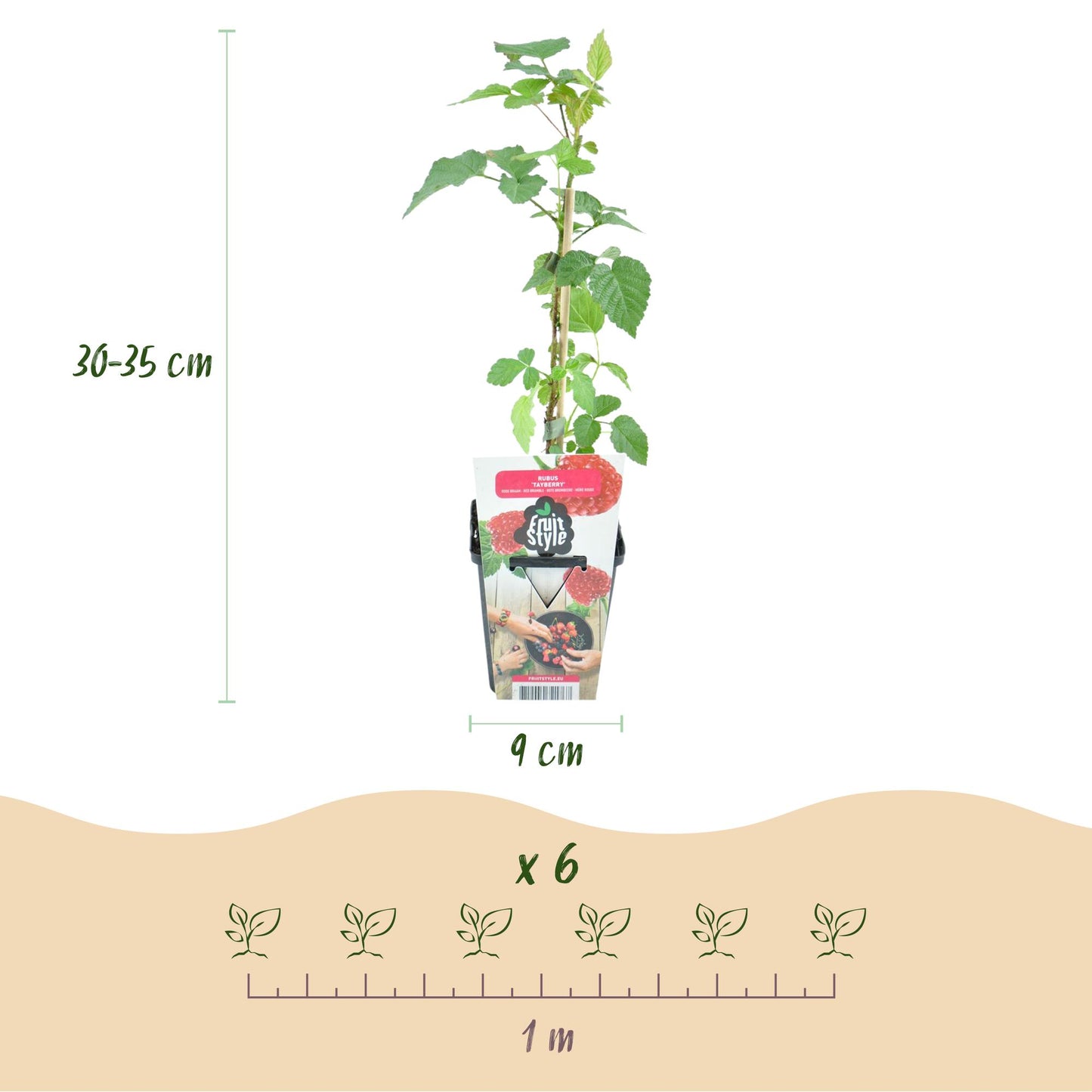 Fruitplanten - Taybes - Rubus Tayberry - Winterhard - 6 Planten - Pot 9 cm - Rode Bes
