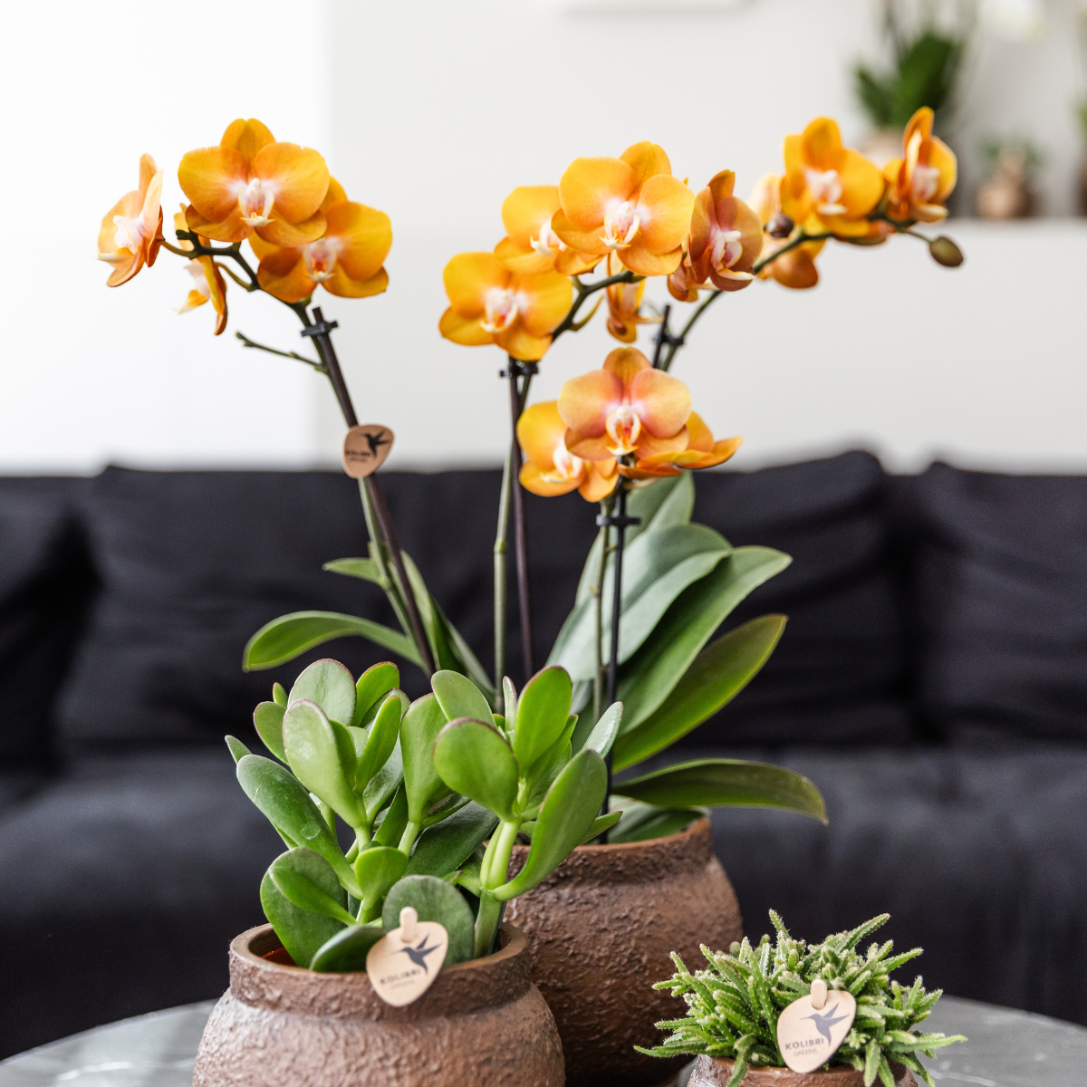 Hummingbird Orchids | COMBI DEAL of 4 Phalaenopsis orchids - Las Vegas - pot size Ø12cm | flowering houseplant - fresh from the grower 