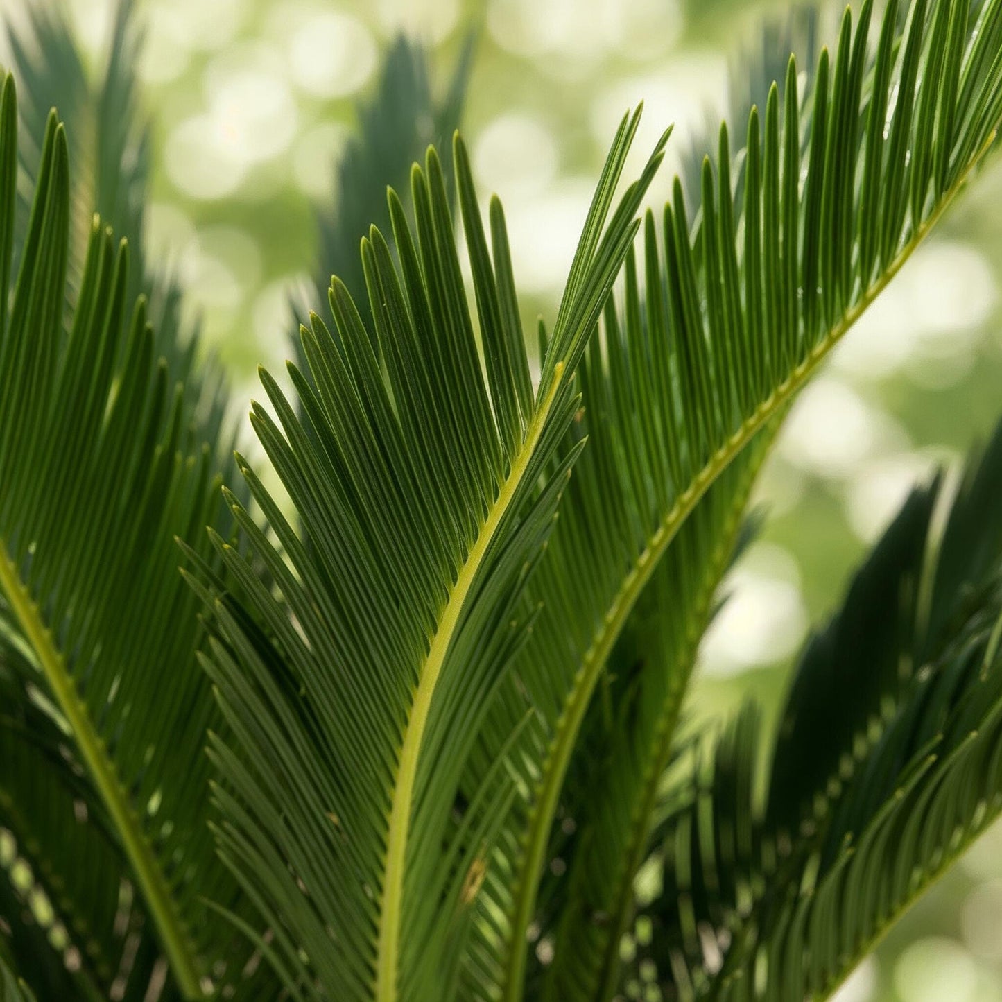 Houseplant - Cycas revoluta - Sago Palm - Low maintenance - Green - 2 - Pot 17cm - Height 55-65cm