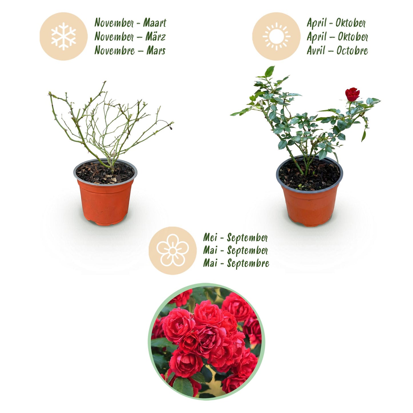Tuin Roos - Rosa Rote The Fairy - Roos - Winterhard - Rood - 1 Plant - Pot 12cm - Hoogte Hoogte 20-25cm