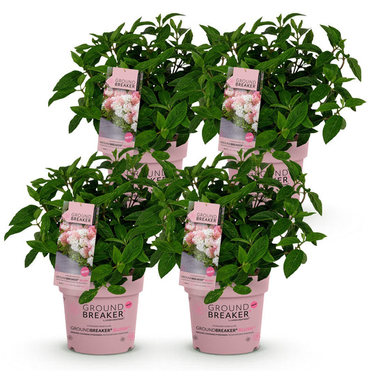 Green boutiQ - Garden Plant - Hydrangea panniculata Groundbreaker Blush - Peegee Hydrangea - Hardy - Pink - 4 Plants - Pot 14cm - Height 20-25cm